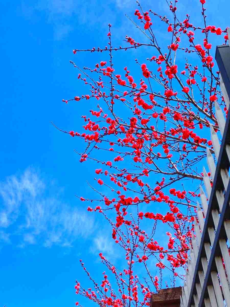 一枝梅花出墙来.jpg
