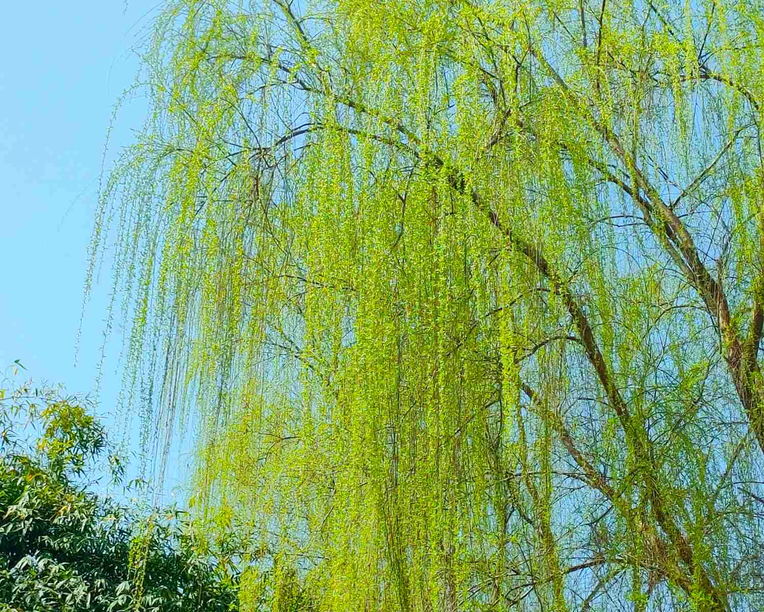 三峡大坝的柳树.jpg