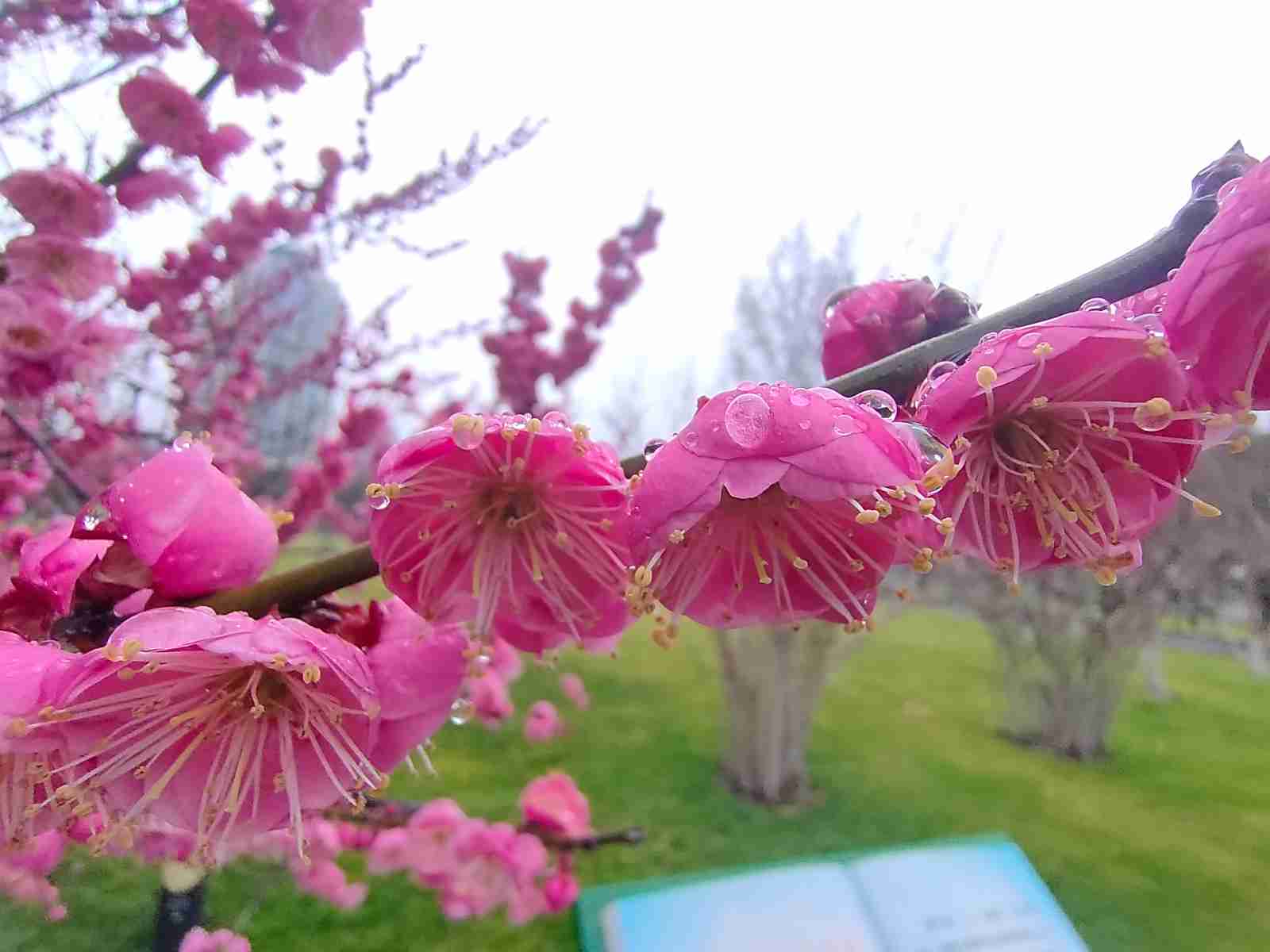 梅花.jpg