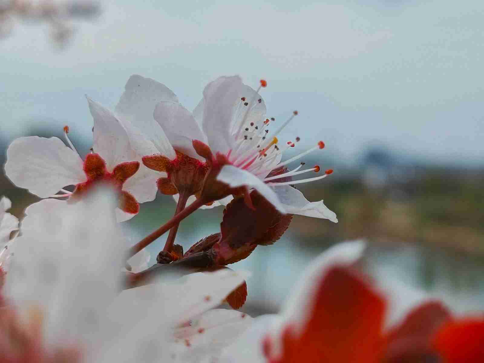 海棠花.jpg